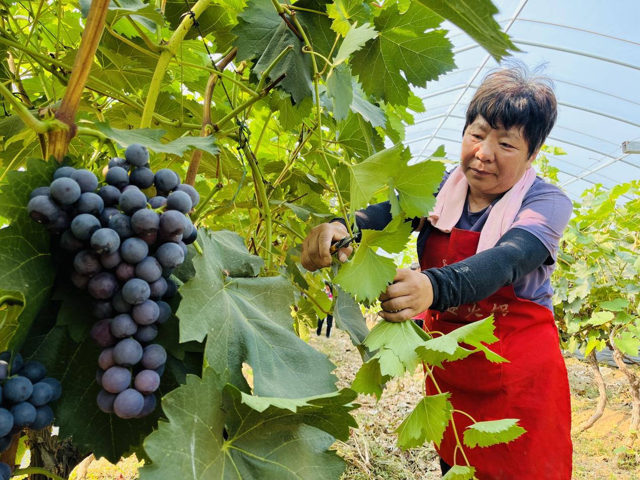 义安镇刘皇甫村葡萄园内,村民修剪葡萄枝。 李金璐摄