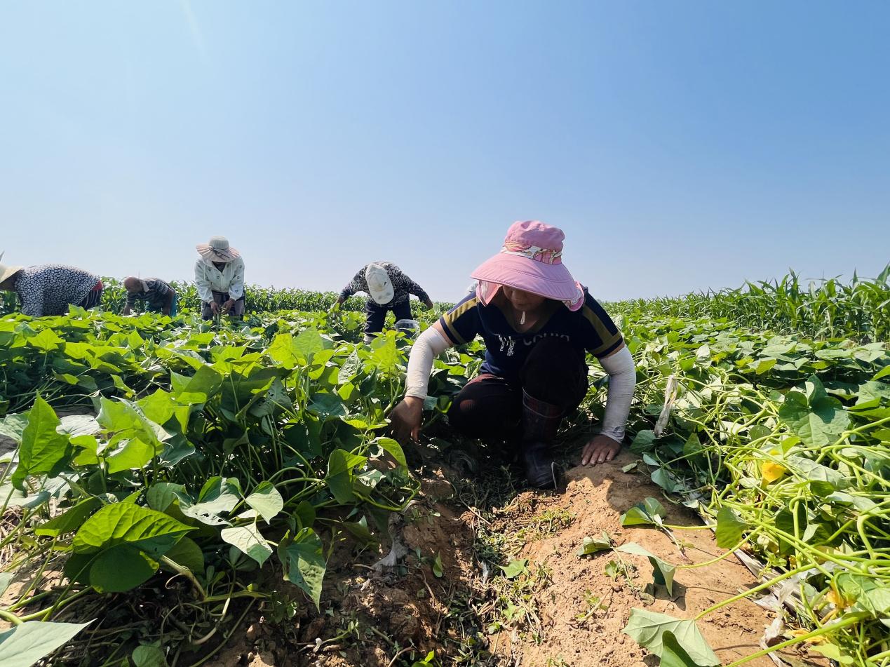 义安镇南高洛村红薯地内,村民为红薯秧翻藤。 李金璐摄