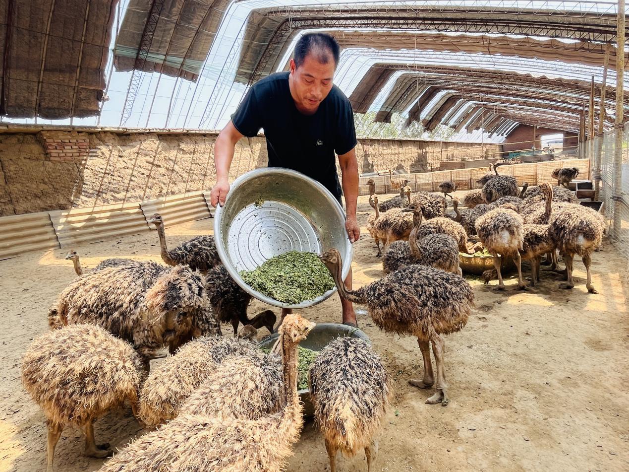 明義鎮南北庄村鴕鳥養殖基地內,村民給鴕鳥喂食。 李金璐攝