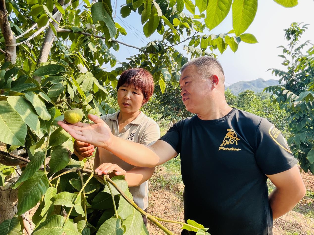 东文山镇杜家庄村麻核桃园内,村民带领客商挑选麻核桃。 李金璐摄
