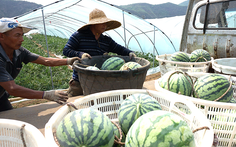 瓜农在搬运采收的西瓜。 梁志青摄