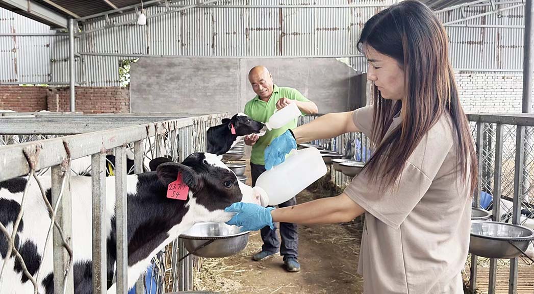 工作人员正在给乳牛喂奶。 鲁丽华摄