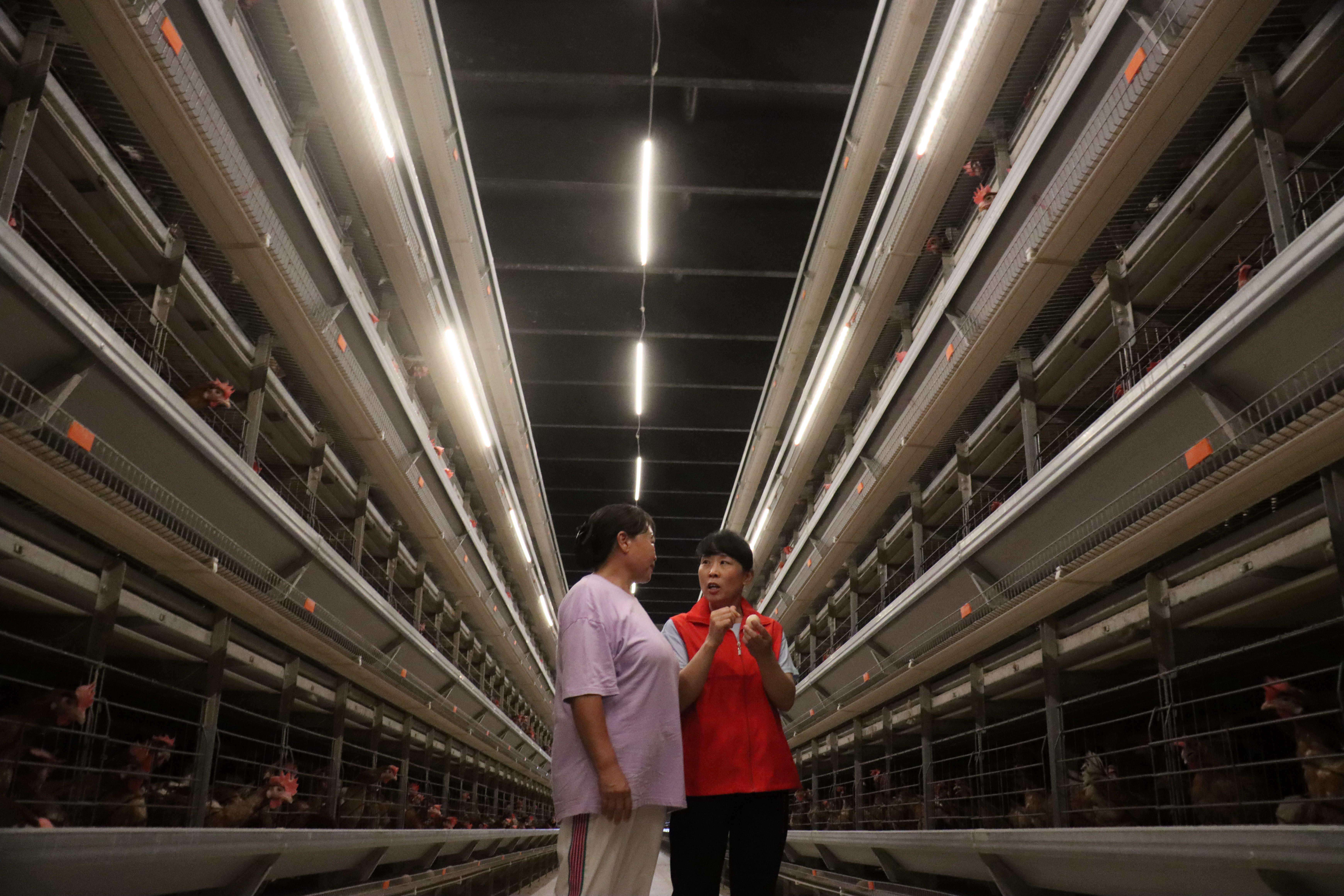 献县巾帼科技志愿者正在为蛋鸡养殖户讲解养殖知识。 彭锦帅摄