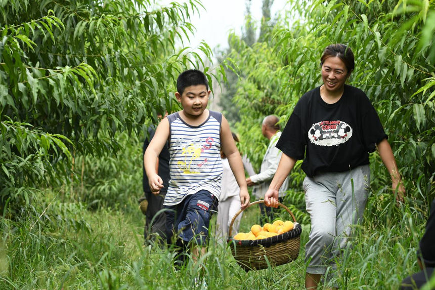 在文安县文安镇三村一处桃园，游客采摘黄蟠桃，体验采摘乐趣。  郑佳庆摄