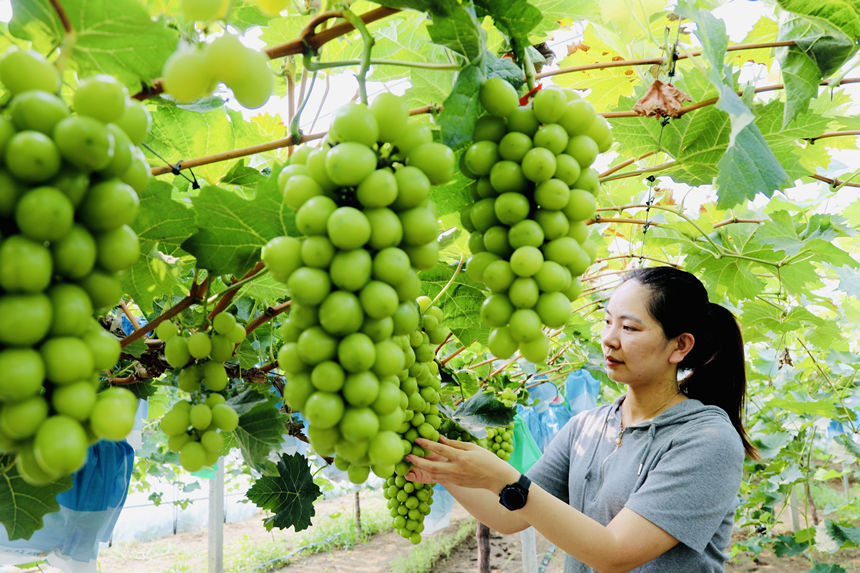 游客正在肃宁县师素镇寺上村种植基地采摘葡萄。 刘巨雷摄