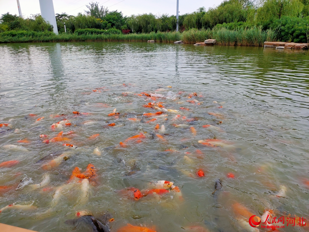两湖之一的“莲园”湖中，鱼儿成群结队。人民网记者 杨文娟摄