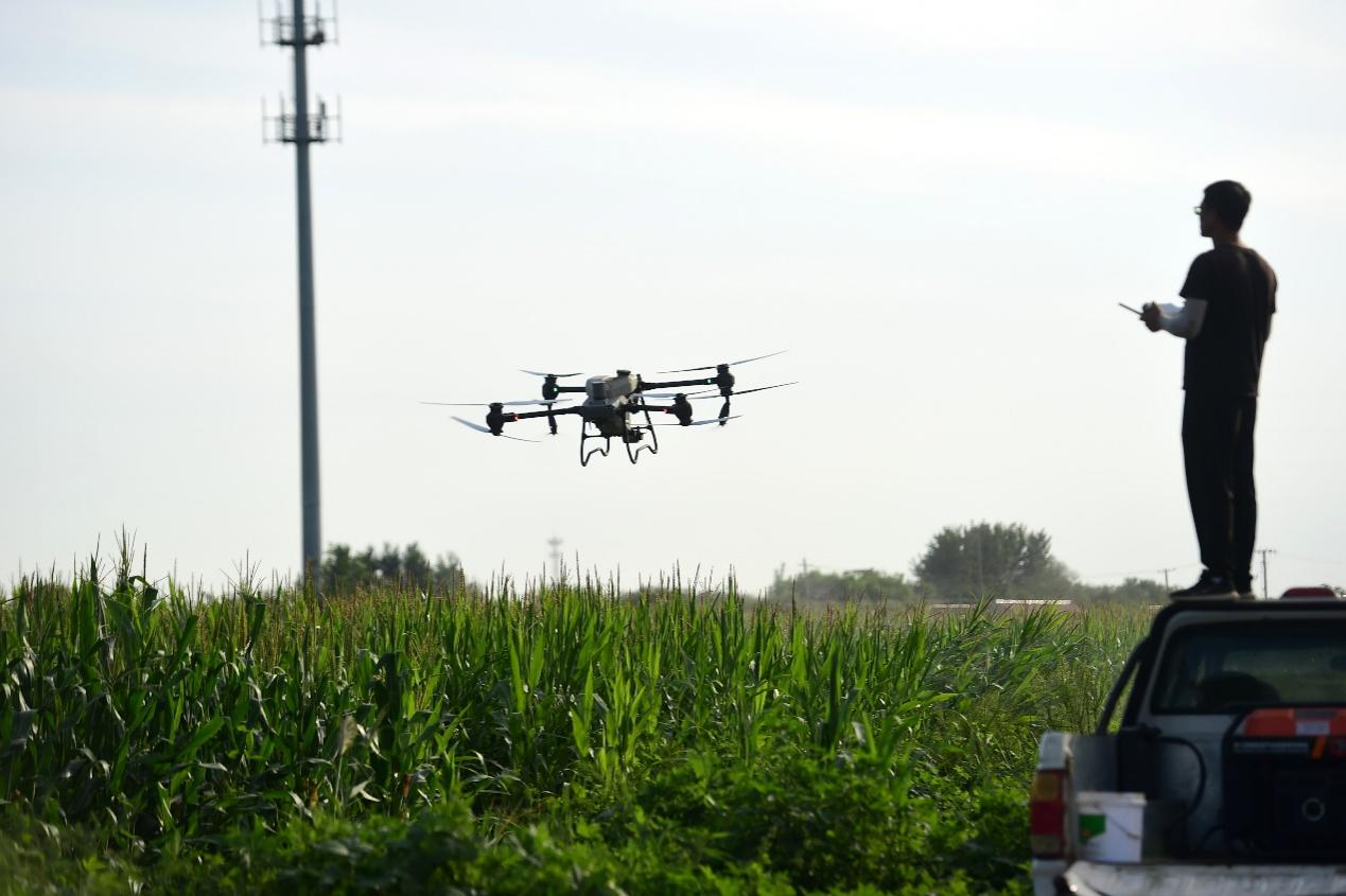 农技人员操作无人机为玉米喷药。 傅新春摄