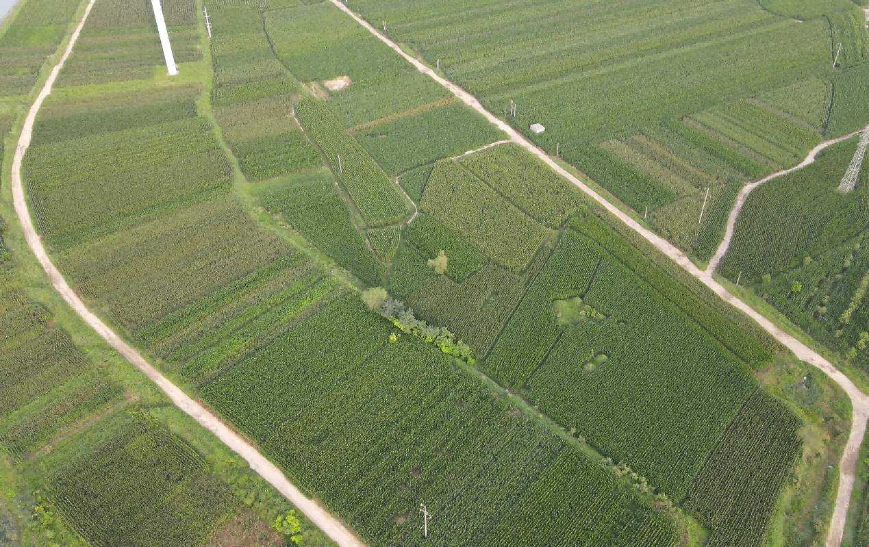 8月23日，用无人机拍摄的盐山县宣惠河畔的玉米种植区。 傅新春摄