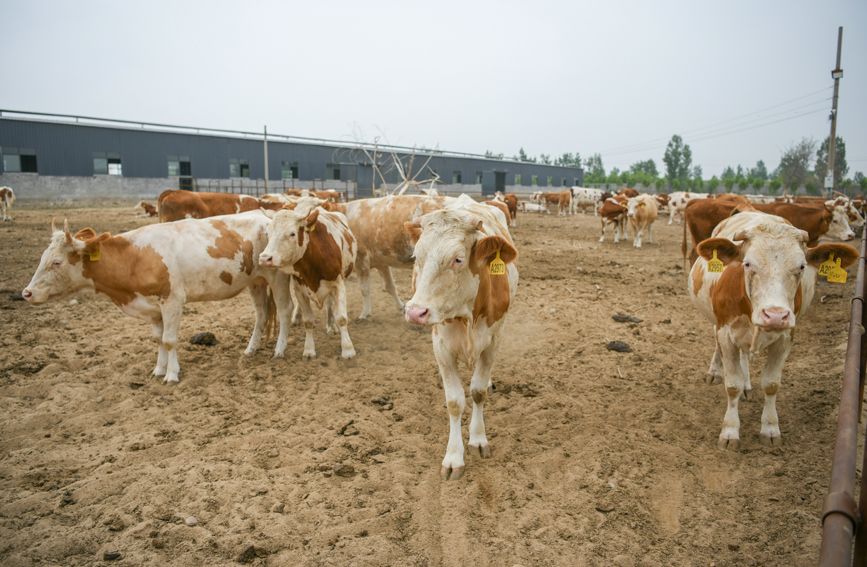 沙河市一家养殖场养殖的肉牛。 高儒森摄