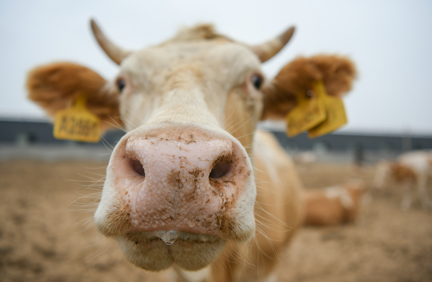 沙河市一家養殖場養殖的肉牛。 高儒森攝
