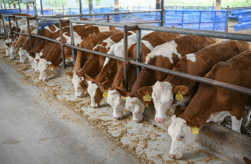 沙河市一家养殖场养殖的肉牛。 高儒森摄