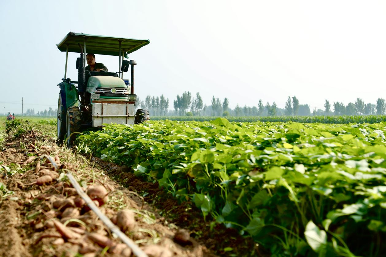 東光縣紅薯種植基地裡，農機手駕駛農機收紅薯。 陳英華攝