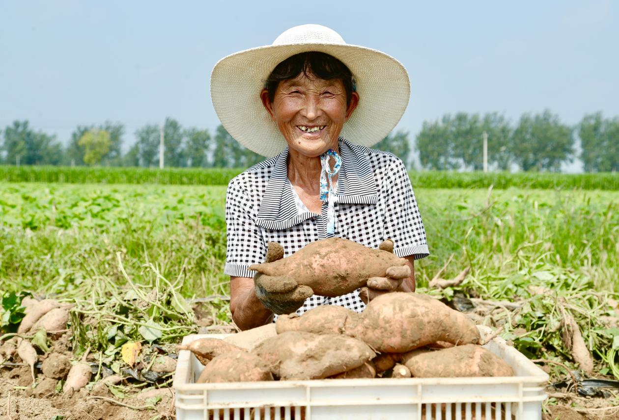 東光縣紅薯種植基地裡，農戶抱著紅薯露出開心的笑容。 陳英華攝
