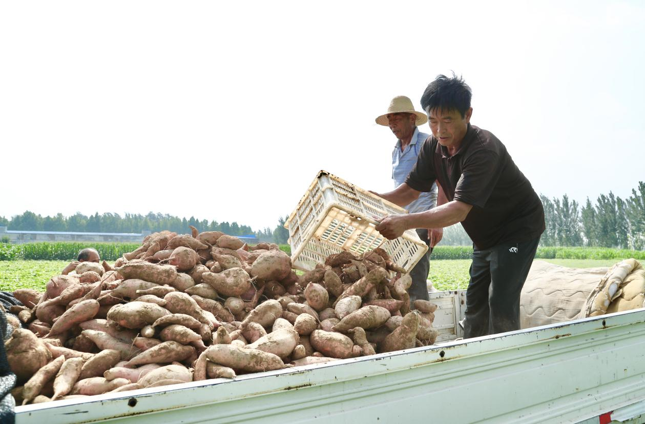 東光縣紅薯種植基地裡，農戶正在將採收下來的紅薯裝車。 陳英華攝