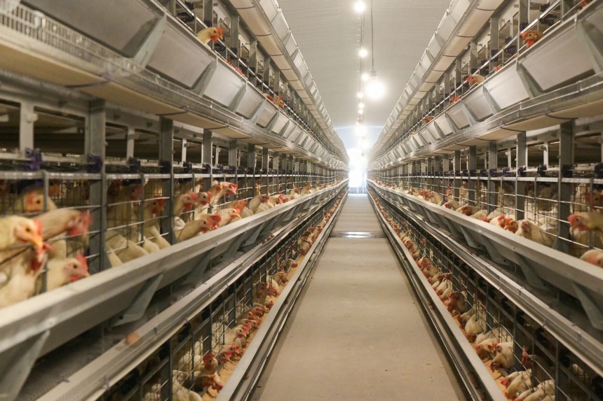 在邢台沙河十里亭镇鲜丰农业养殖场内，上万只鸡正在进食。 高儒森摄