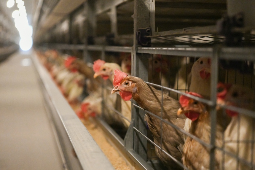 在邢台沙河十里亭镇鲜丰农业养殖场内，上万只鸡正在进食。 高儒森摄