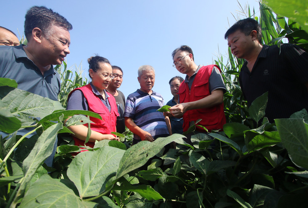 农技人员宣讲大豆病虫害防治技术。 胡高雷摄
