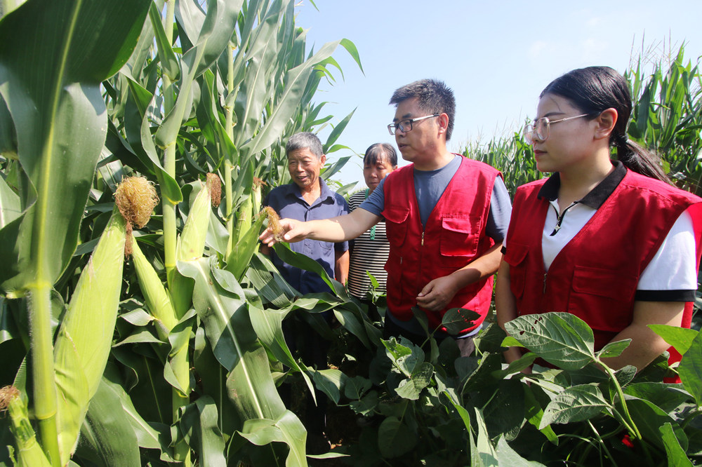 农技人员传授玉米后期管理技术。 胡高雷摄