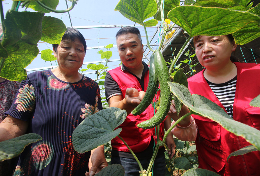 農技人員講解黃瓜優質高產技術。 胡高雷攝