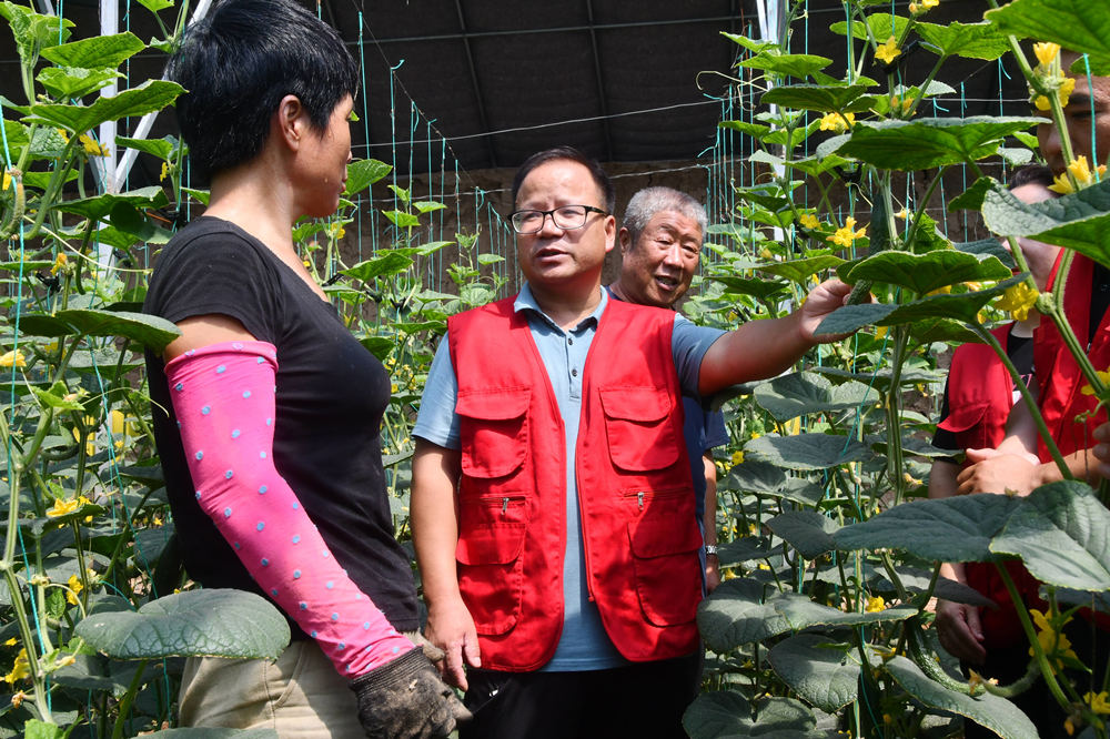 农技人员讲解黄瓜优质高产技术。 胡高雷摄