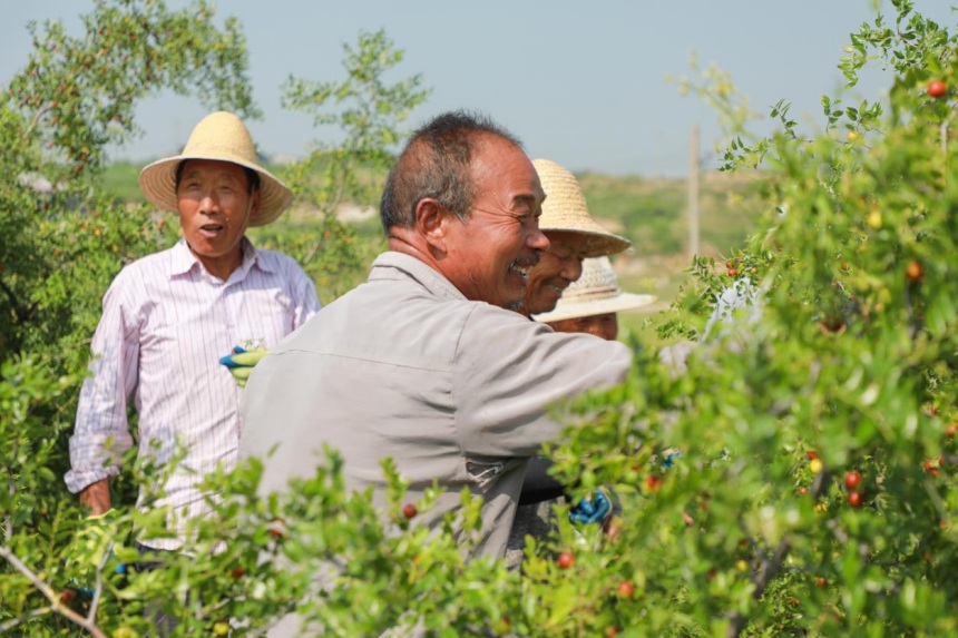在邢台沙河新城镇西冯村的酸枣种植基地，村民们正忙着采摘成熟的酸枣。 高儒森摄