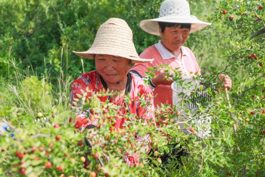 在邢台沙河新城镇西冯村的酸枣种植基地，村民们正忙着采摘成熟的酸枣。 高儒森摄