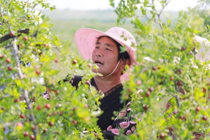 在邢台沙河新城镇西冯村的酸枣种植基地，村民们正忙着采摘成熟的酸枣。 高儒森摄
