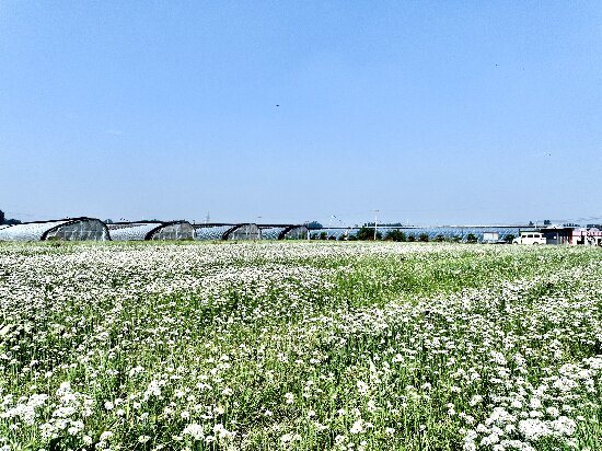 合作社韭菜花基地“雪”鋪四野。張敏攝