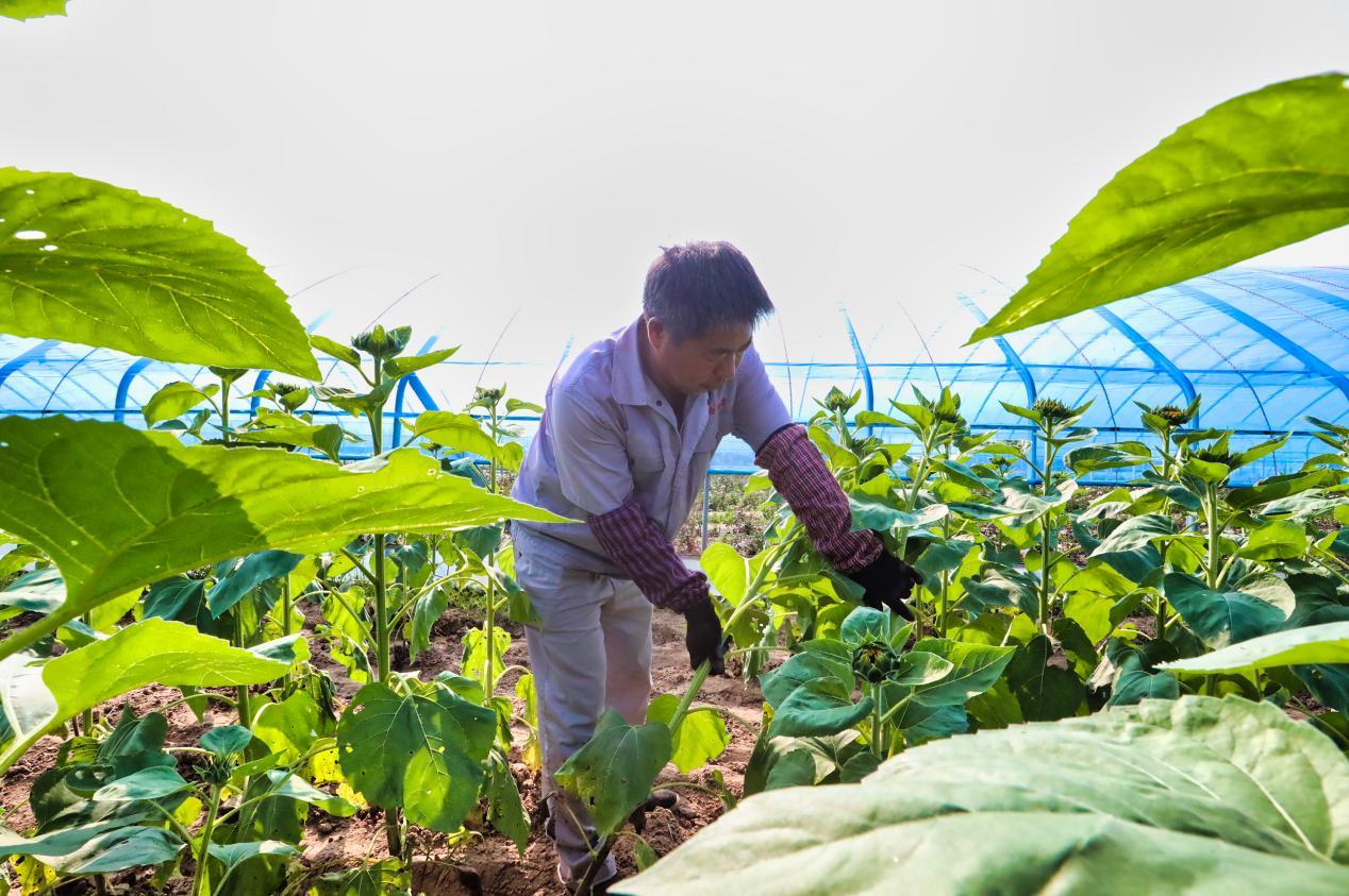 向日葵花進入採摘最佳時期，在唐山市豐南區大新庄鎮廣榮花卉種植基地，花農正在進行採摘。 畢帥攝