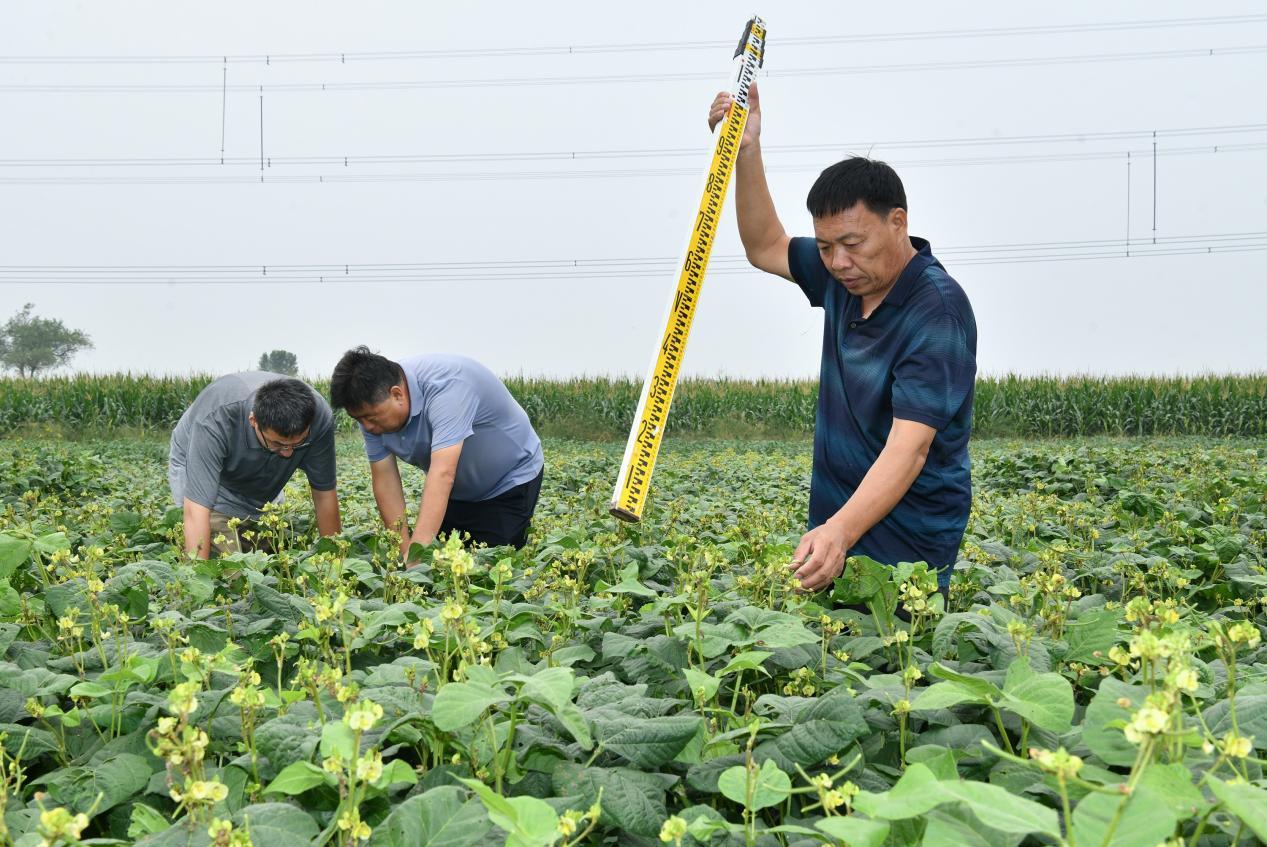 9月9日，滄州市農科院專家和種植戶查看綠豆長勢情況。 苑立偉攝