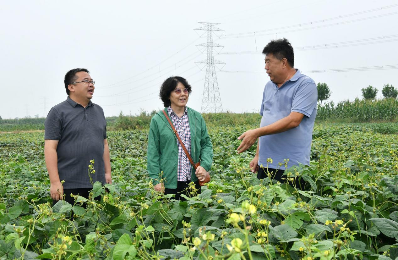 9月9日，黃驊友和種植專業合作社負責人向程須珍（中）介紹綠豆種植情況。 苑立偉攝