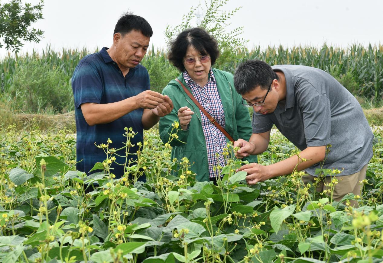 9月9日，程须珍（中）在绿豆新品种示范田调查。 苑立伟摄