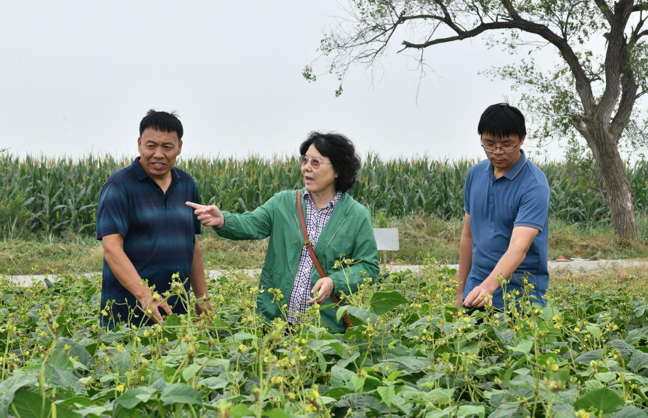 9月9日,程须珍(中)在绿豆新品种示范田调查。 苑立伟摄
