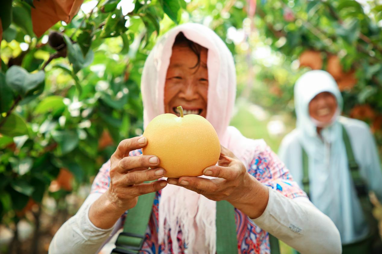 捧著大個頭的秋月梨，果農的臉上露出了喜悅的笑容。 時華清攝
