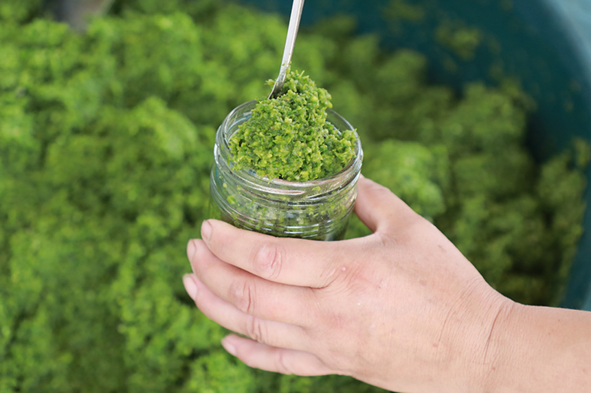 刚制作好的野韭菜花酱。 高儒森摄