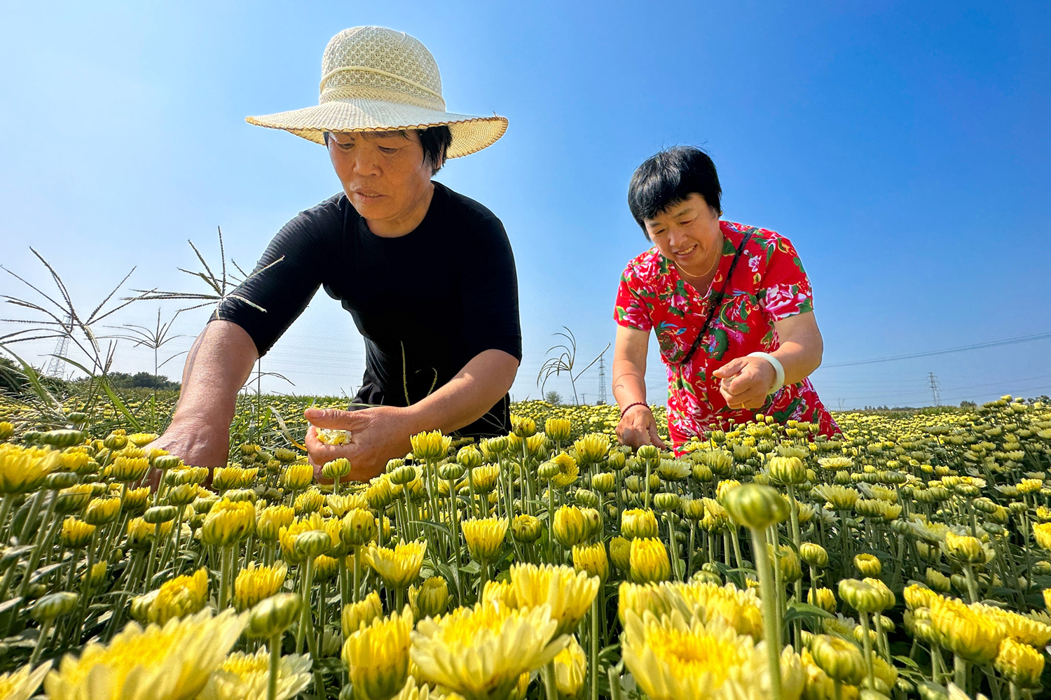 沙河市新城镇小屯桥村的村民正在采收菊花。  高儒森摄