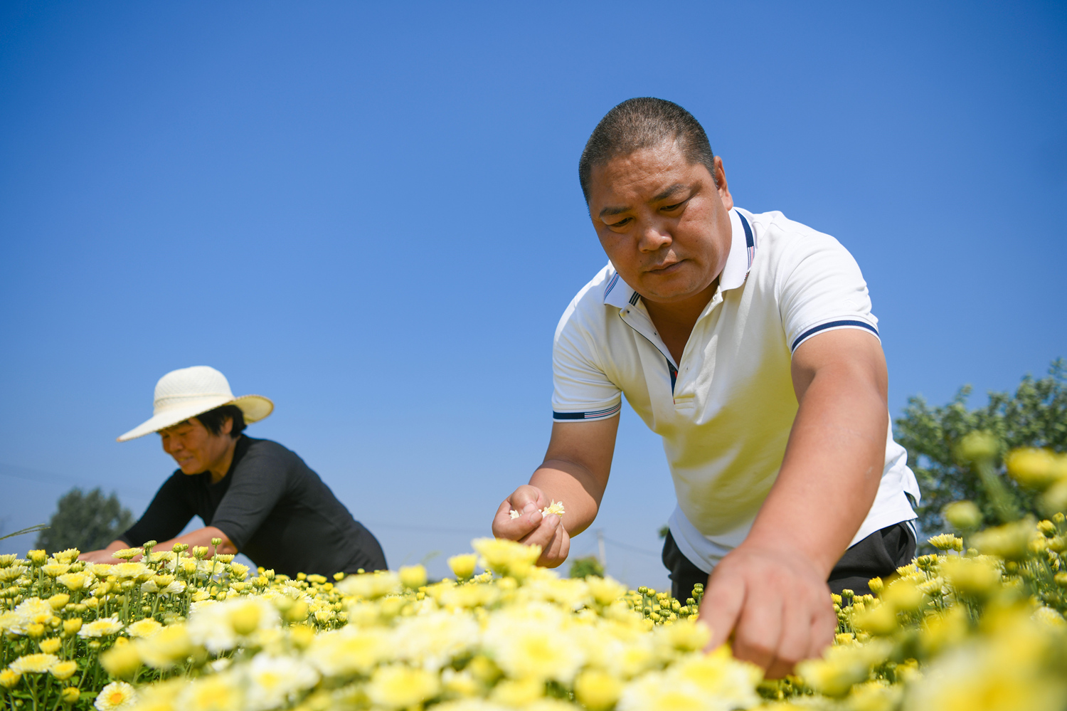沙河市新城镇小屯桥村的村民正在采收菊花。  高儒森摄