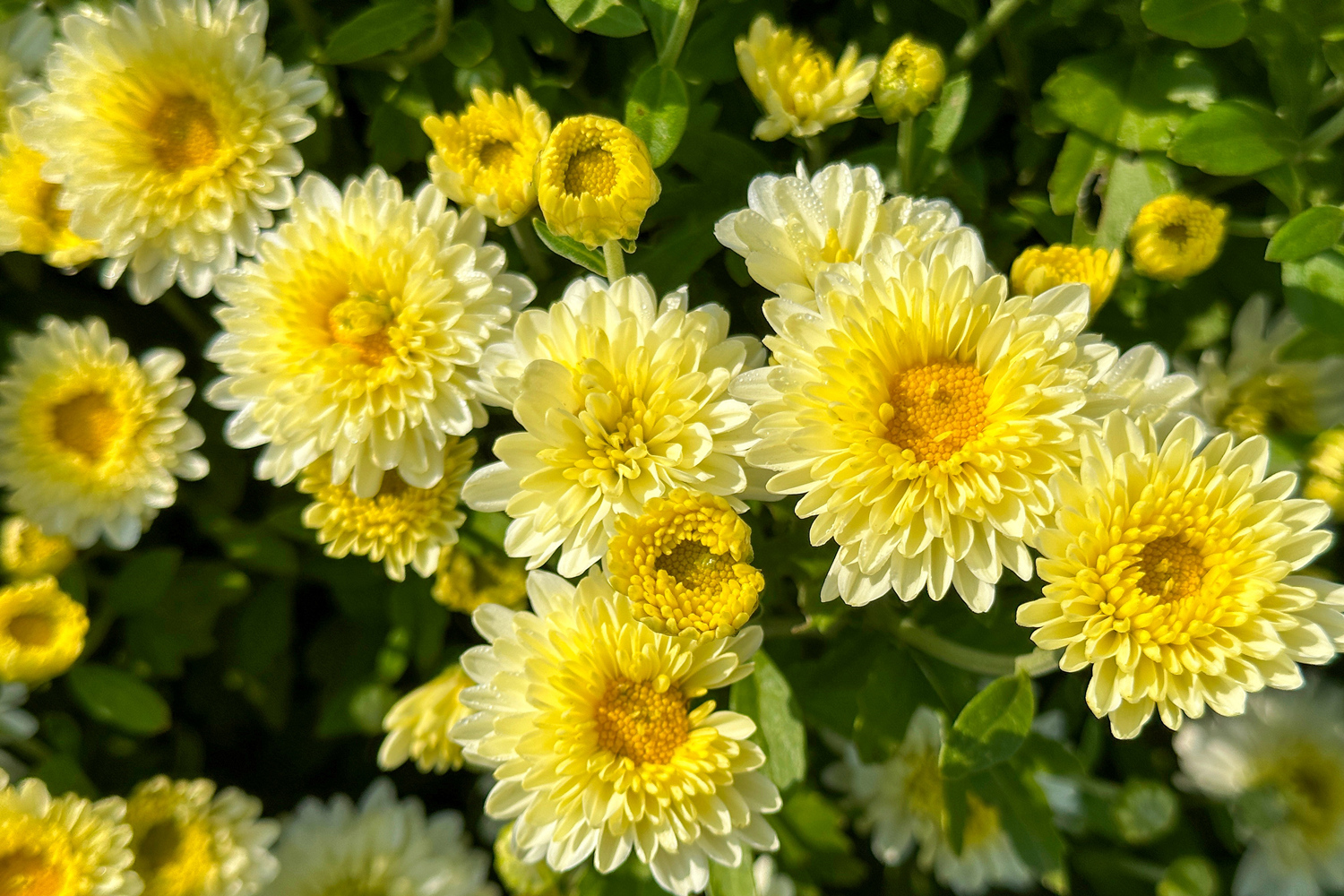 沙河市新城镇小屯桥村种植的菊花。 高儒森摄