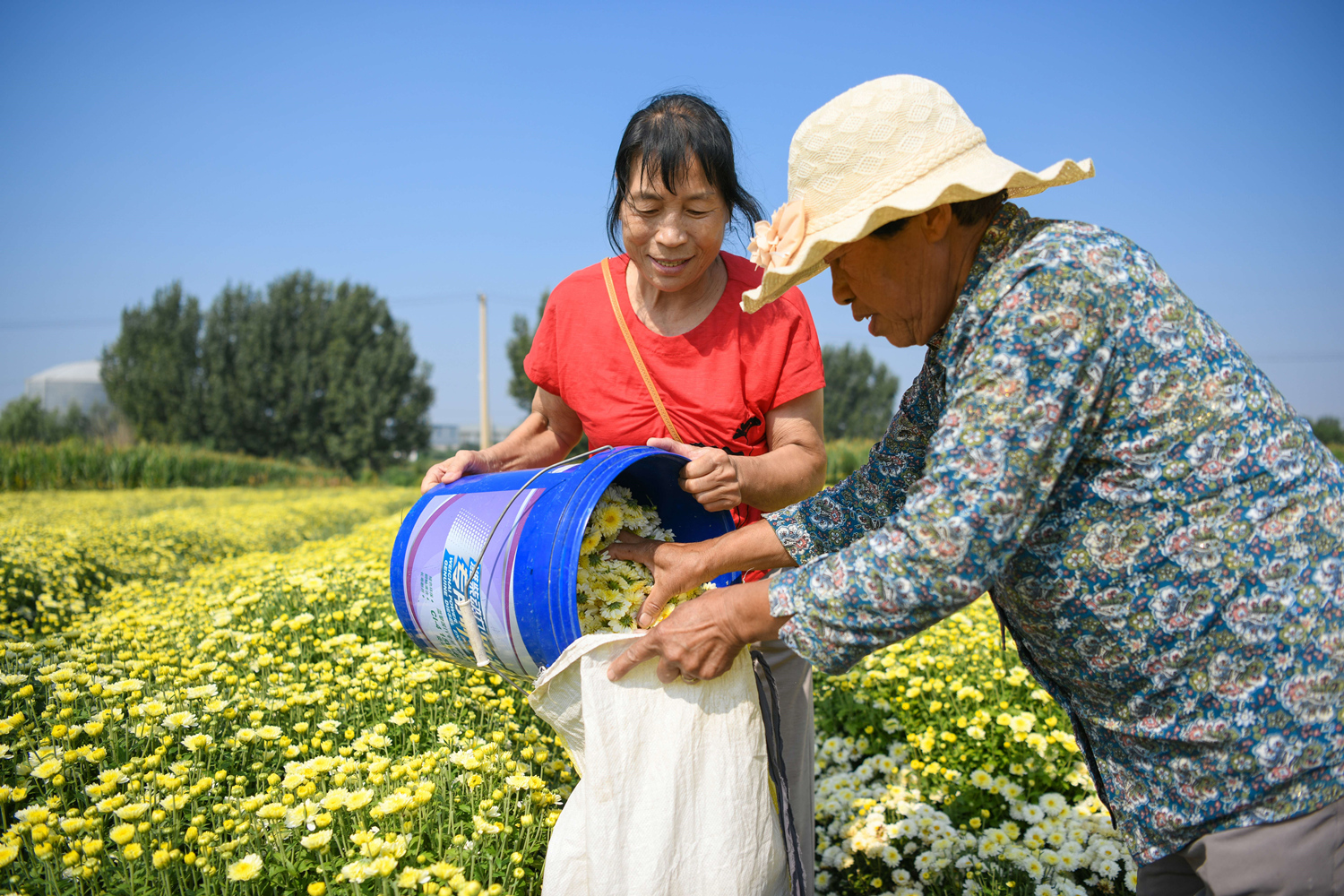 沙河市新城镇小屯桥村的村民正在采收菊花。  高儒森摄