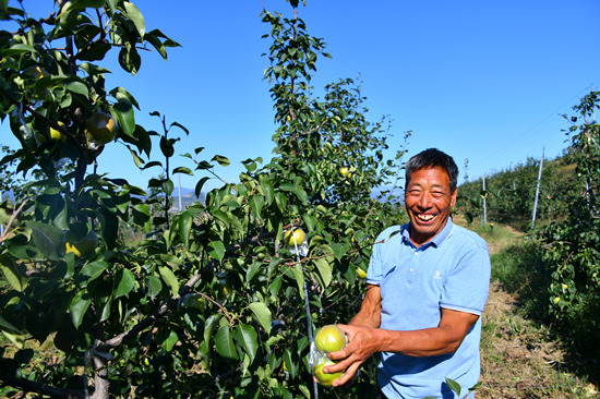 园区工作人员在采摘香梨。吕钧山摄