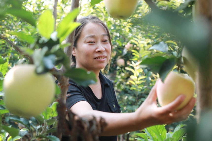 在刘石岗镇御路村，村民们正在采摘成熟的苹果。 高儒森摄