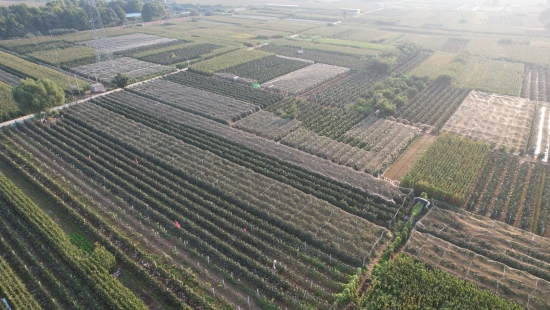 顺平县成片的葡萄种植基地。 赵朋超摄