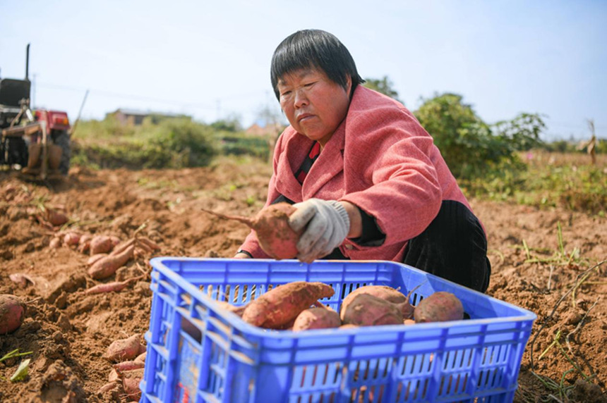 白塔镇林下曹村的村民们正在收红薯。 高儒森摄