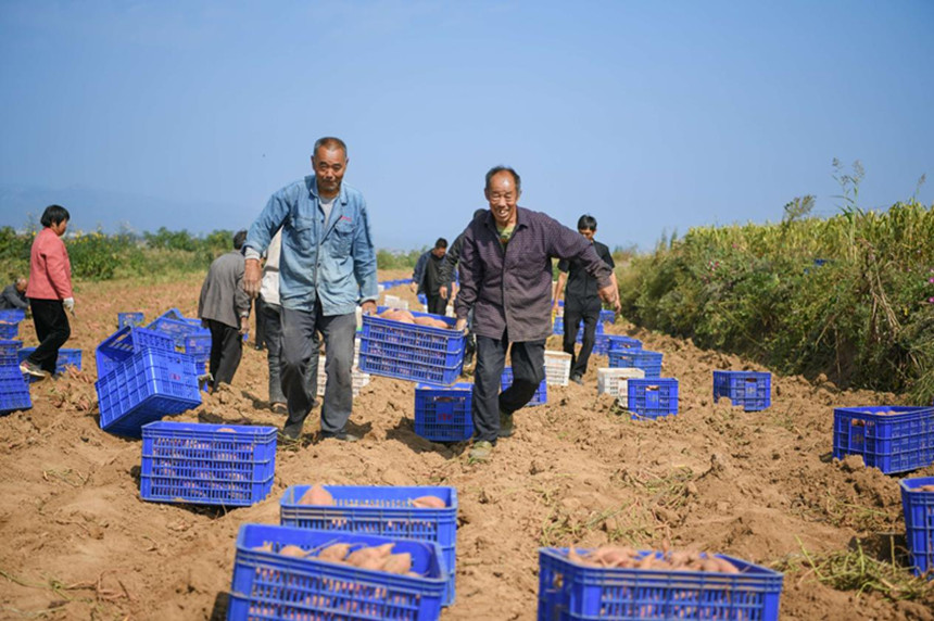 白塔镇林下曹村的村民们正在收红薯。 高儒森摄