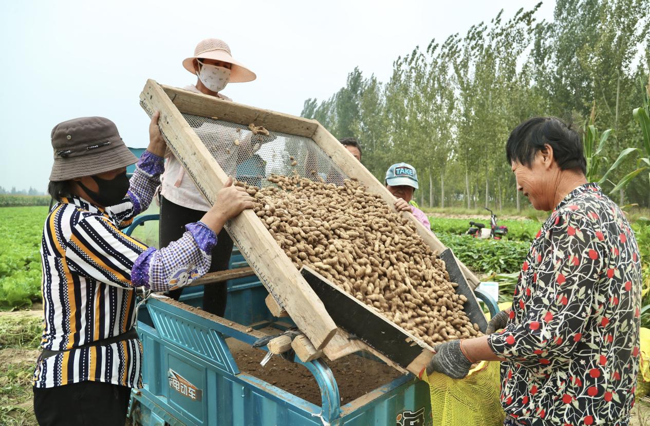 農戶給花生過篩。 陳英華攝