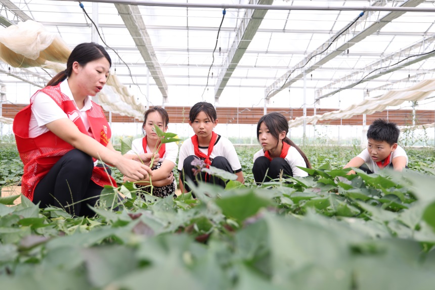 刘学茹为学生们讲解脱毒薯苗培育技术的应用。 王梓任摄