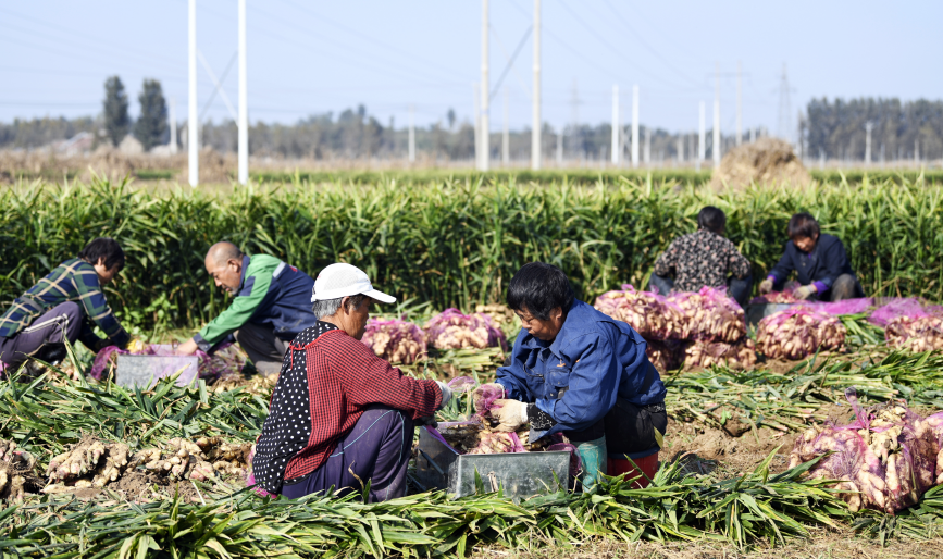 10月11日，河北省迁安市上庄镇的农民正在打包生姜。 张泽慧摄