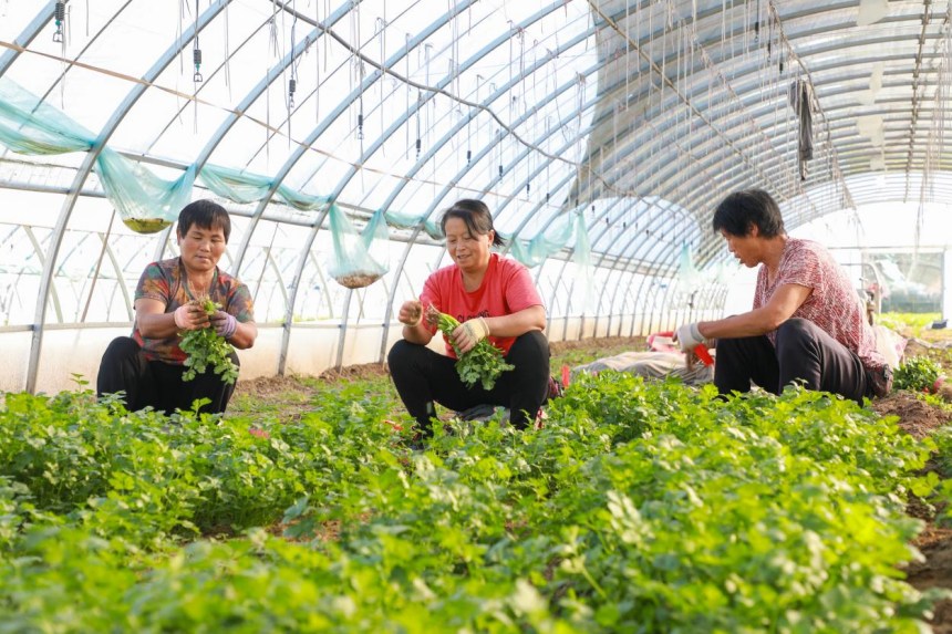 农民正在分拣香菜。 高儒森摄