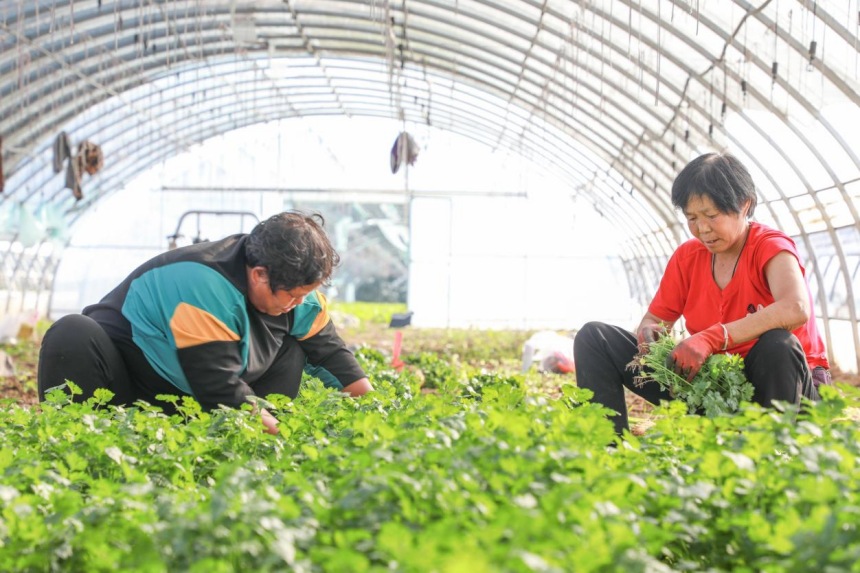 农民正在分拣香菜。 高儒森摄