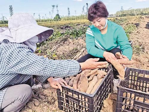 10月8日，雄安新區容城縣李小王村村北的千年秀林林地，1200畝的哈密冰糖心紅薯進入收獲季節。河北日報記者郭 東攝